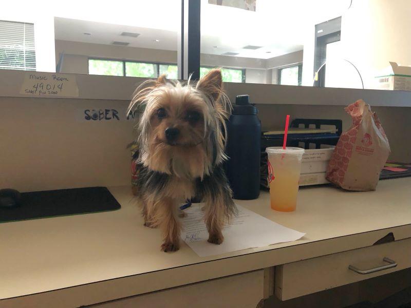 Small dog standing on an office desk.