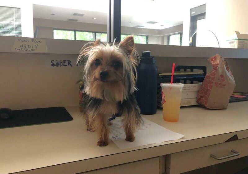 Small dog standing on an office desk.
